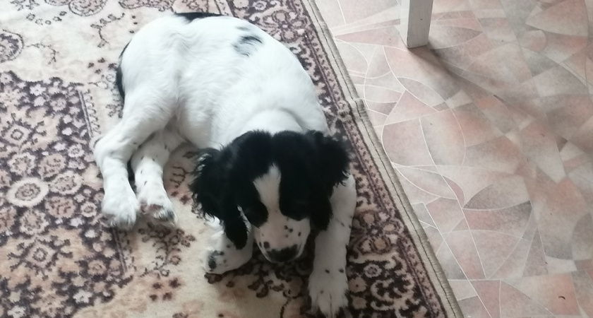 Жильцы дома на Верхней Дуброве не могут избавиться от проблемных соседей