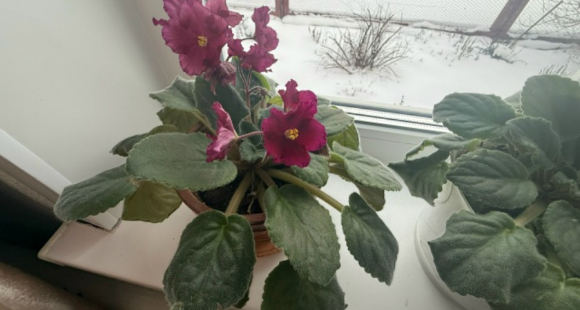 Как помочь комнатным растениям: исправляем 5 незаметных ошибок в уходе