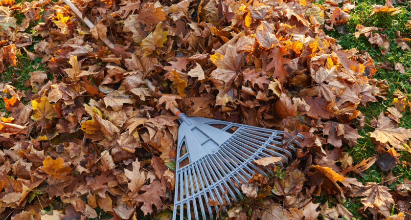 Осенний лайфхак: 3 ложки смеси в листья для отличной почвы - экономно и просто
