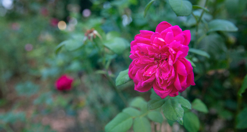 4 цветка, которые можно сеять сразу в грунт: неприхотливые культуры, цветущие до поздней осени