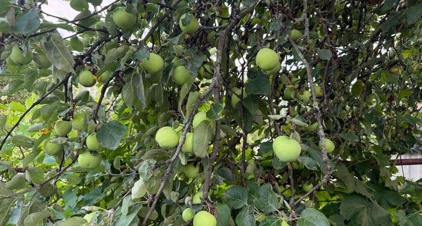 Если вы против применения химии в саду, начните с этих 10 осенних процедур - и бордосская смесь вам не понадобится