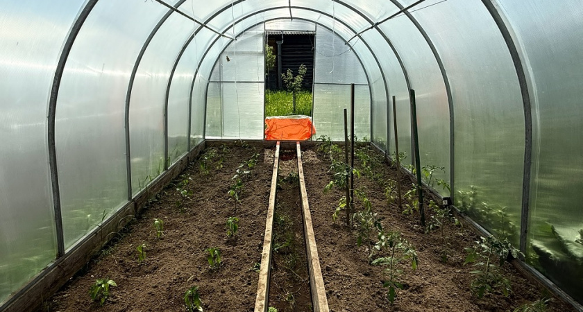 Профилактика фитофторы и других болезней в теплице с помощью осенней обработки в ноябре: мой проверенный рецепт