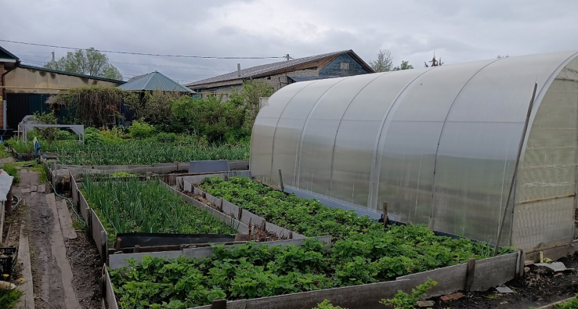 Чтобы избавиться от мокрицы на участке, я каждую осень вношу это дешёвое удобрение