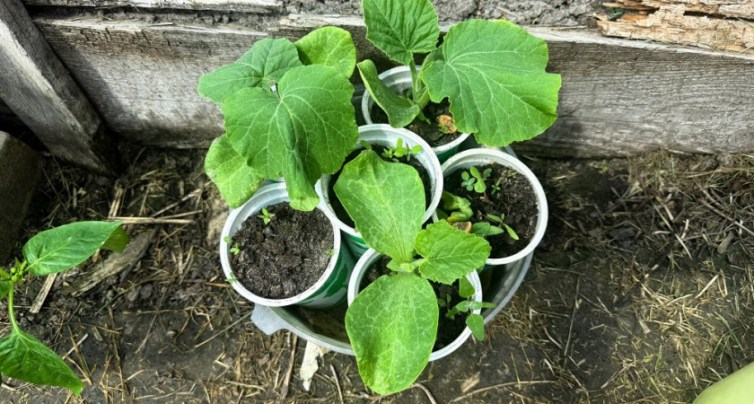 Проверенный способ выращивания рассады: как получить крепкие растения с развитой корневой системой