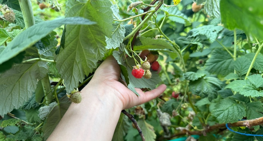 Как правильная обрезка малины в октябре помогла мне увеличить урожай в 4 раза