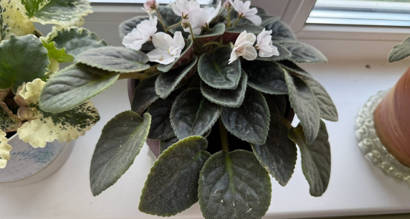 Как я добилась шикарного цветения: секрет в 3 ложках, которые добавляю в каждый горшок