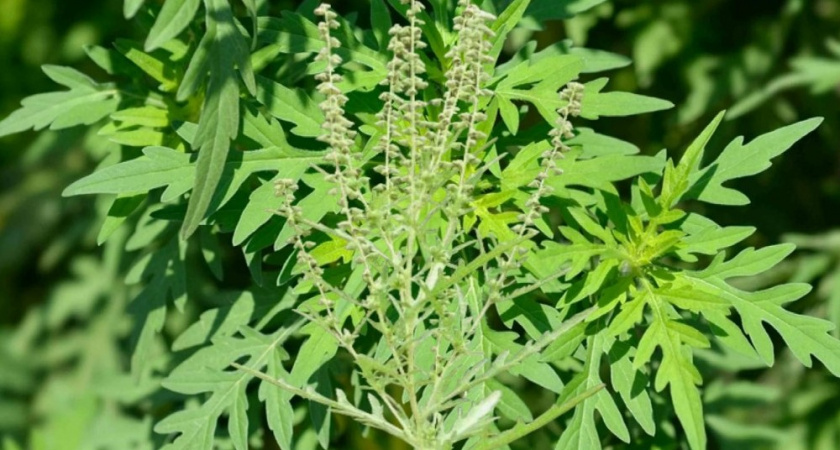 Во Владимире уже принимают меры по борьбе с вредоносной амброзией