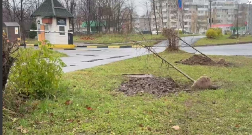 Во Владимире высадили новую аллею из лип