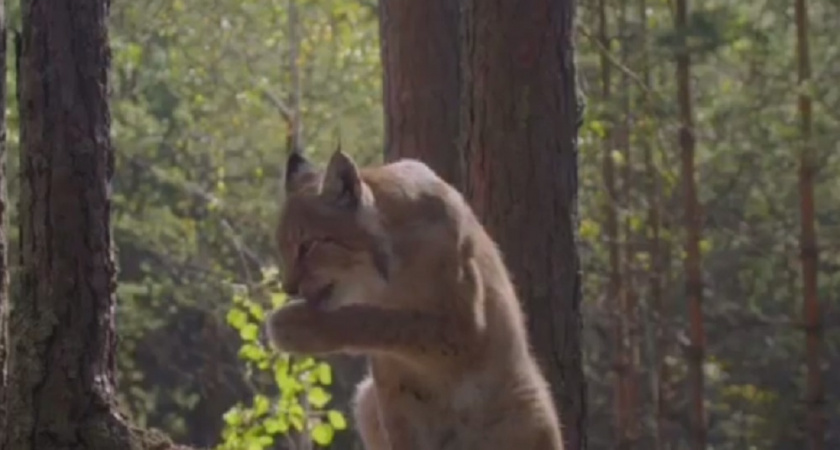 Владимирские музыканты помогут центру реабилитации редких животных