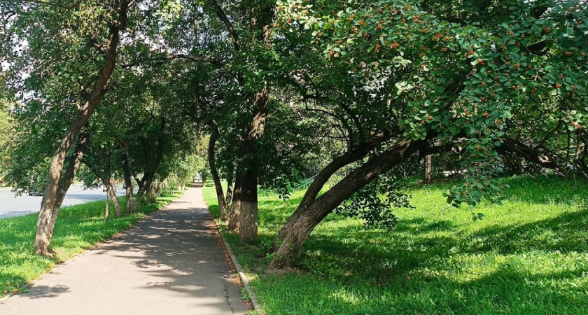 Проверенный способ улучшить садовую побелку: нужен продукт из холодильника (