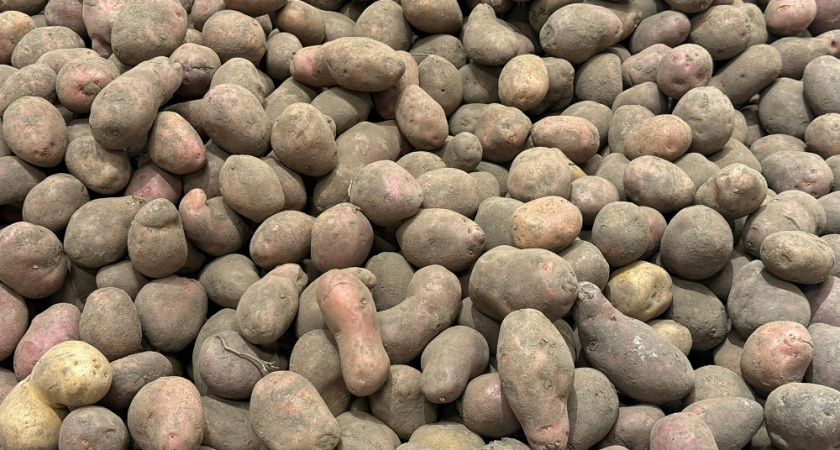 Посадка картофеля: что не стоит вносить в лунку и чем можно удобрить для увеличения урожая