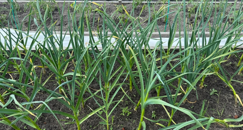 Можно ли выращивать чеснок на одном месте годами? Особенности ухода на небольшом огороде