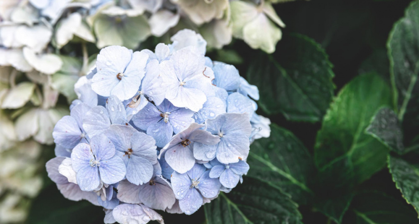 Личный опыт: мульчирую молодую гортензию 3 способами в ноябре — результат через 2 года превзошел ожидания