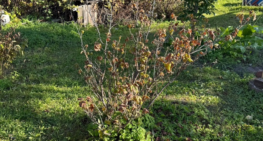 Посадка деревьев и кустарников осенью: от выбора саженцев до правильной подготовки посадочных ям и последующего ухода