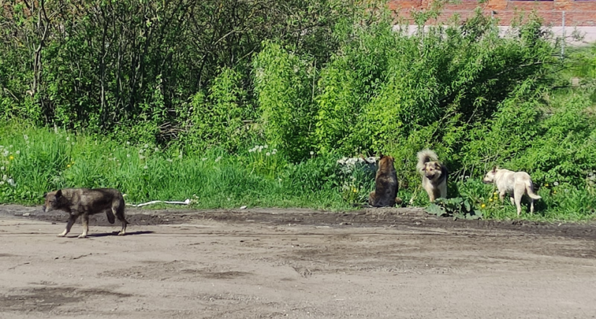 За год во Владимире отловили 45 бездомных собак 