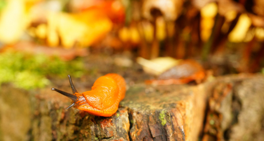 Как я избавился от слизней на огороде: 4 осенних метода
