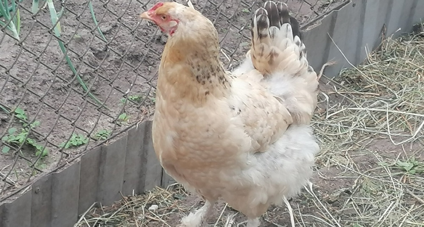 5 проверенных способов поддержать яйценоскость кур в холодное время года