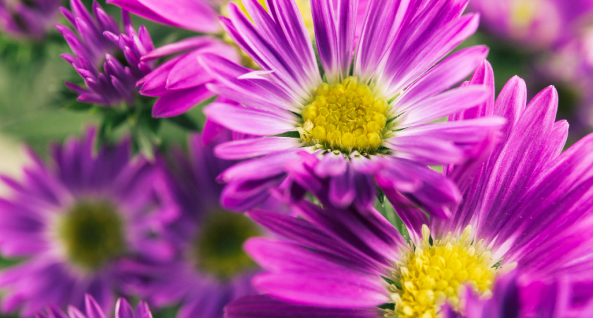 Какие цветы лучше сеять осенью: проверенный список из 12 видов