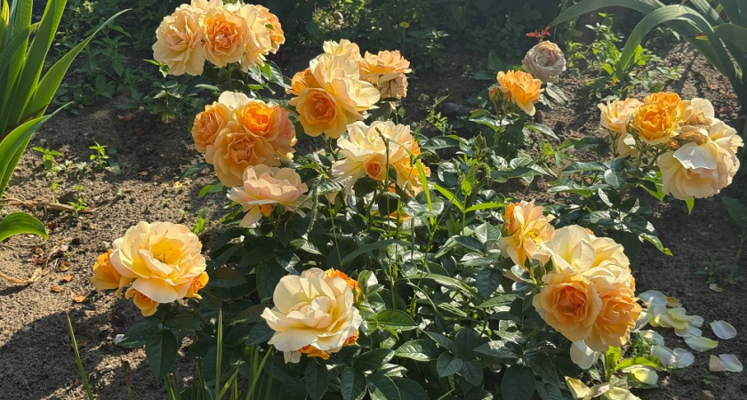 Размножаю розы осенними черенками: надежный способ без парников и укрытий