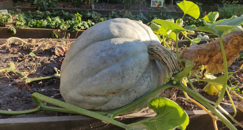 Тыква в городской квартире: как правильно выбрать и где лучше разместить для сохранности