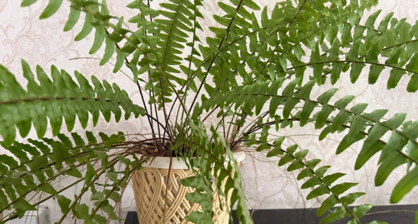 Купила модный цветок, а он погиб. Флорист объяснила, какие растения не стоит нести в квартиру