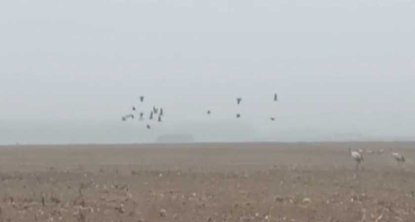 Более двухсот краснокнижных серых журавлей остановились в Меленковском районе