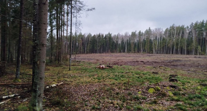 Прокуроры нашли нарушения у лесозаготовителя в Гороховецком районе