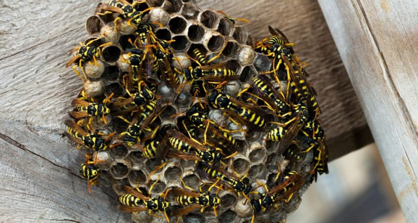 Осы терроризировали жителей дома в Ковровском районе