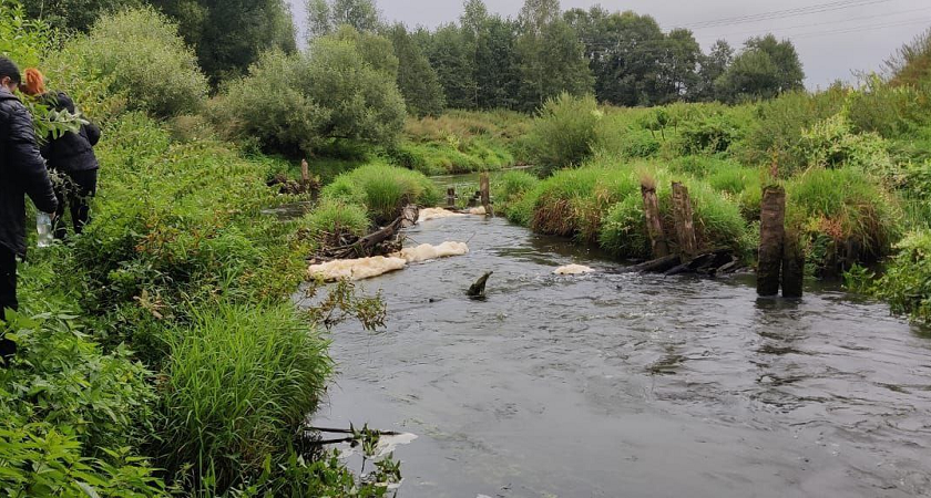 В реке Пекша под Кольчугино массово погибла рыба из-за загрязнения