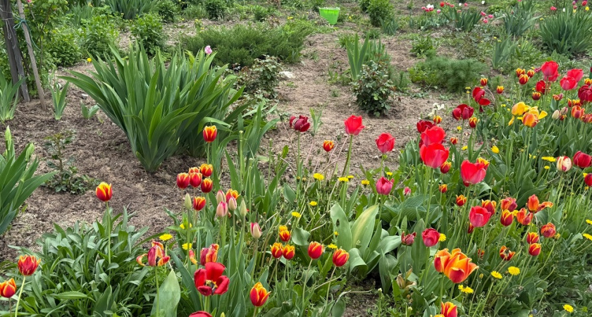 Заменил 4 популярных многолетника на клумбе: теперь сад цветет до поздней осени и почти не требует прополки