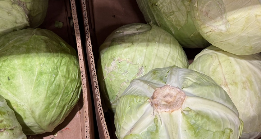 Где и как хранить капусту в квартире, если нет погреба: рабочие варианты