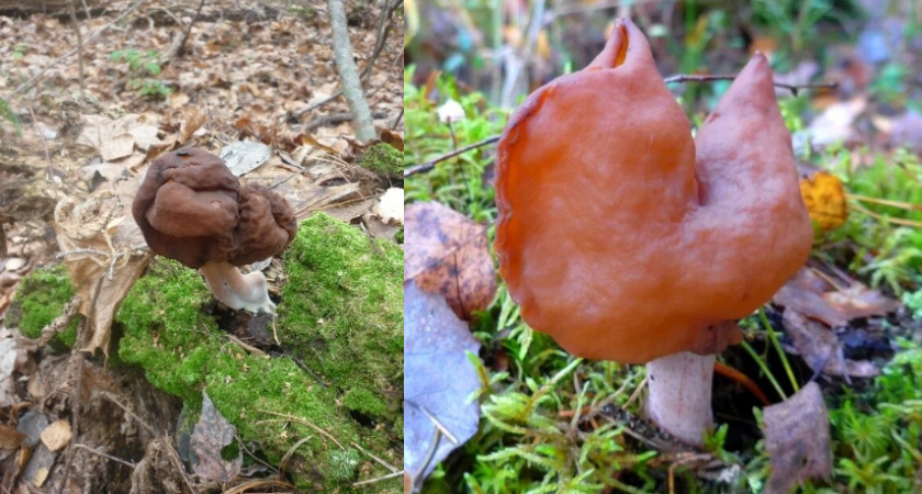 Владимирские экологи призывают воздержаться от сбора грибов в ноябрьском лесу