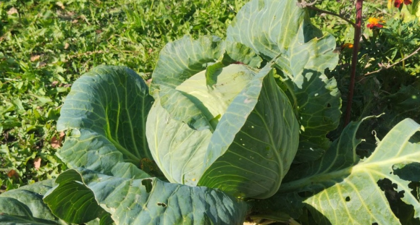 Подбираю сорта капусты по весу кочана: 7 проверенных вариантов от 3 до 15 кг