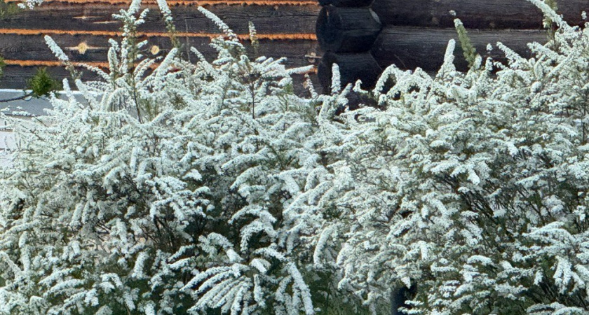 Правила осенней обрезки спиреи для долгого цветения: на заметку цветоводам 