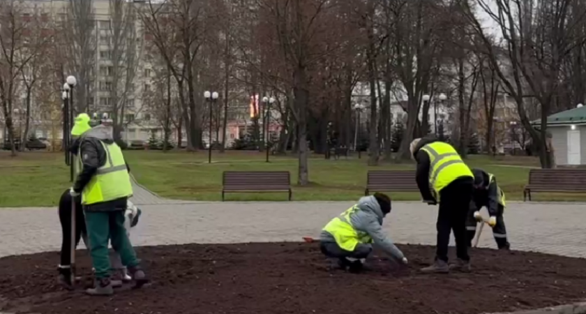 Городские клумбы Владимира готовят к весеннему цветению