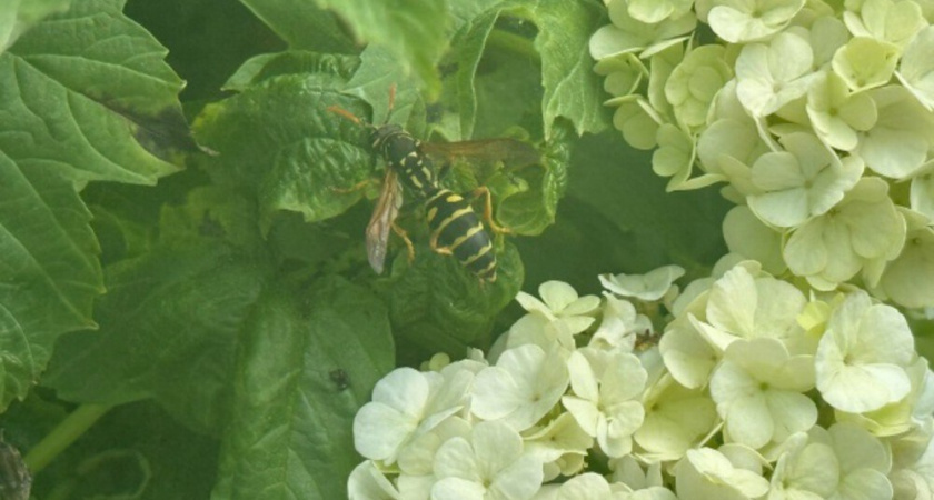 Ленивый способ борьбы с осами в ноябре: расставляю осенью пахучие отпугиватели, пока те в спячке