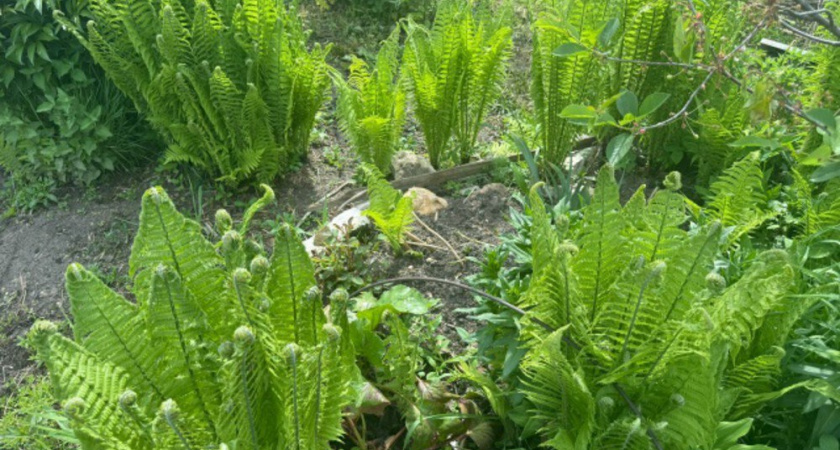 Почему тенелюбивые растения гибнут после посадки: 3 причины, о которых молчат в питомниках