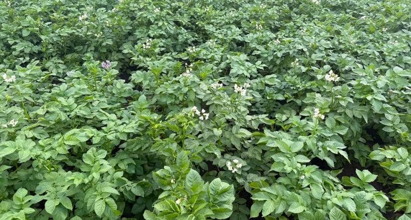 Окучивание картошки лишает урожая? Агрономы советуют запомнить 4 правила