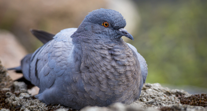 Во Владимире обнаружили птенца голубя, зараженного опасным вирусом