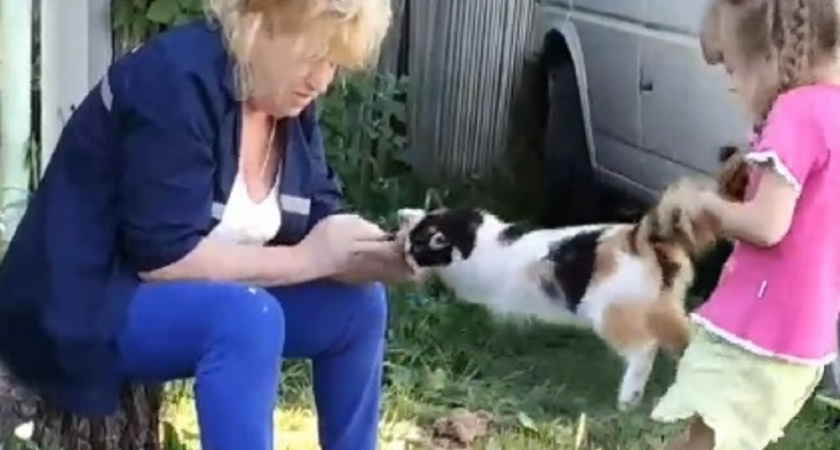 Девочка с бабушкой пытались разорвать кошку пополам