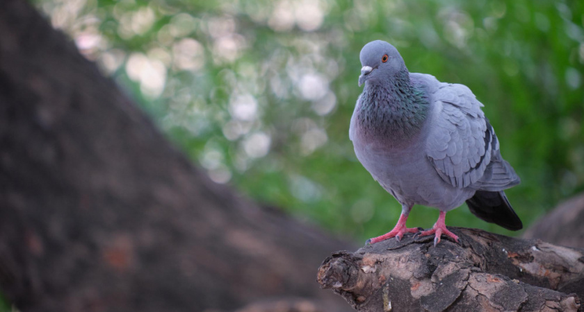 Владимирские голуби массово умирают от "псевдочумы"