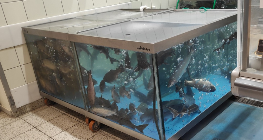 Секрет безопасной рыбы: правило, о котором молчат в супермаркете