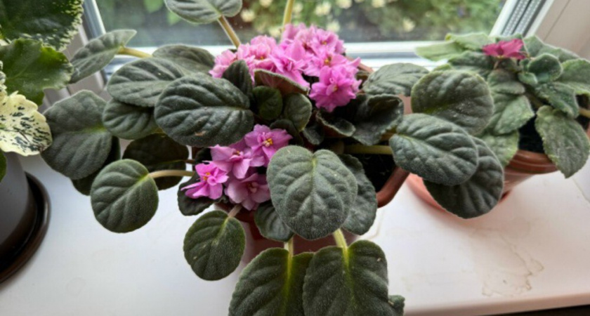 Метод осмотра фиалки за 2 минуты, чтобы убрать опасные побеги. Розетка будет идеальная