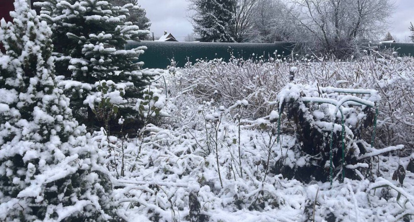 Перестала лупить по заснеженным деревьям лопатой, - садовод объяснил, как спасать сад без вреда