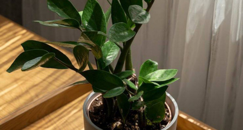 Перестала заливать свой замиокулькас и он ожил. Делюсь лайфхаками, которые работают