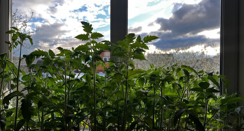 Научилась поддерживать рассаду в хорошей форме: делюсь своими основными правилами