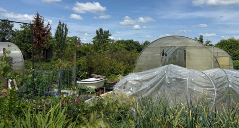 Соседи думали, что у меня нет сорняков из-за химии: а весь секрет в одной скучной привычке