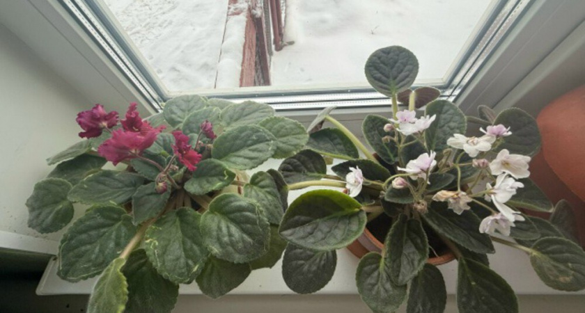 Проверено на опыте: как я избавился от мошек в комнатных цветах раз и навсегда