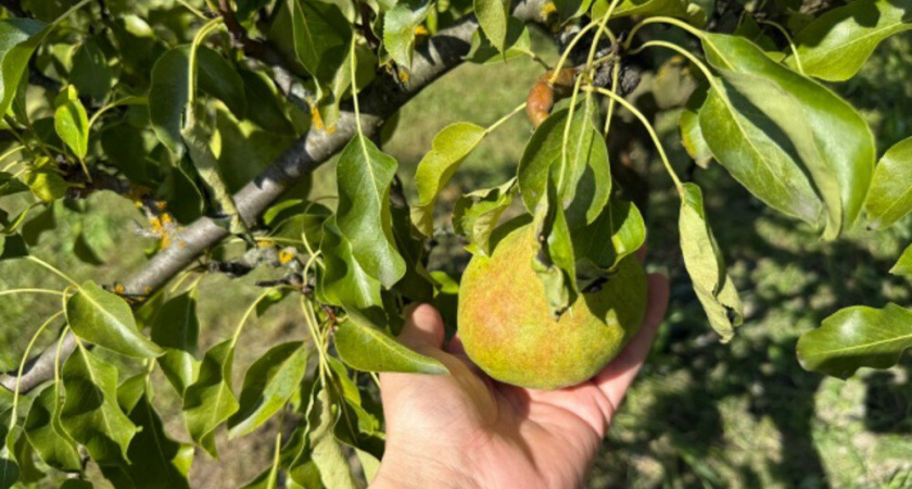 Мой секрет 15-минутной обработки груши и яблони в ноябре одним инструментом