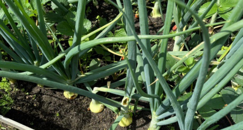 Выращиваю зеленый лук на подоконнике без земли: способ для ленивых